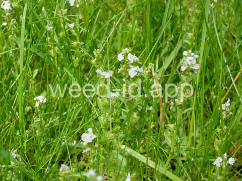 speedwell, thymeleaf